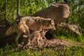 Grey Wolf Canis lupus Pup Chase After Adult Royalty Free Stock Photo