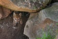 Grey Wolf (Canis lupus) Pup Creeps out of Den