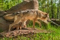 Grey Wolf (Canis lupus) and Pup Cross Paths