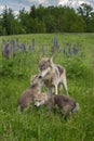 Grey Wolf Canis lupus Pup Greets Yearling