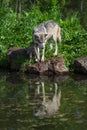 Grey Wolf Canis lupus Pup Licks at Adult Both Reflected in Water Summer Royalty Free Stock Photo