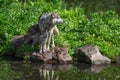 Grey Wolf Canis lupus Pup Noses Up at Adult Standing on Island Rocks Summer Royalty Free Stock Photo