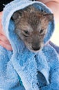 Grey Wolf (Canis lupus) Pup Not Enjoying Post Bath Rubdown Royalty Free Stock Photo