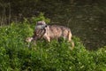 Grey Wolf Canis lupus Pup Paws at Mouth of Adult While Sibling Looks On Summer Royalty Free Stock Photo