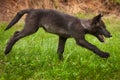 Grey Wolf Canis lupus Pup Runs Right Royalty Free Stock Photo