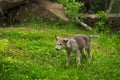 Grey Wolf Canis lupus Pup Shakes Off Royalty Free Stock Photo