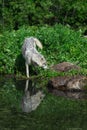 Grey Wolf Canis lupus and Pup Touch Noses Behind Rock Reflection Summer