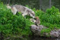 Grey Wolf Canis lupus Pups Interact on Island Summer