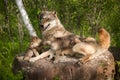 Grey Wolf (Canis lupus) and Pups Lie on Rock Together Royalty Free Stock Photo