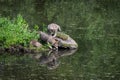 Grey Wolf Canis lupus Pups Sniff About on Pond Island Rock Summer