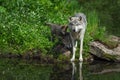 Grey Wolf Canis lupus and Pups Stand at Waters Edge on Island Summer