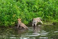 Grey Wolf Canis lupus Pups Wade in Water Off Island Summer