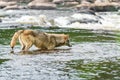 Grey Wolf Canis lupus River Hunts Summer Royalty Free Stock Photo