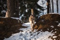 Grey Wolf, Canis lupus running at camera direction in a meadow on snow Royalty Free Stock Photo