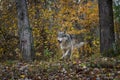 Grey Wolf Canis lupus Runs Forward Through Forest Autumn