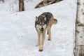 Grey Wolf Canis lupus Runs Forward Past Birch Tree Winter
