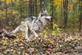 Grey Wolf Canis lupus Runs Right Through Woods Autumn Royalty Free Stock Photo