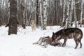 Grey Wolf Canis lupus Runs Toward Wolf Feeding at Deer Carcass Winter Royalty Free Stock Photo