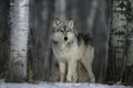 Grey wolf, Canis lupus Royalty Free Stock Photo