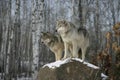 Grey wolf, Canis lupus