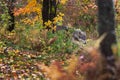 Grey Wolf Canis lupus Slinks Through Woods Autumn Royalty Free Stock Photo