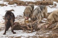 Grey Wolf Canis lupus Snarls at Pack Members Around Deer Carcass Winter