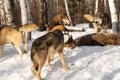 Grey Wolf Canis lupus Snarls at Packmates Milling Around Body of White-Tail Deer Winter