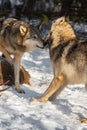 Grey Wolf Canis lupus Sniffs at Recoiling Packmate Winter Royalty Free Stock Photo