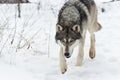 Grey Wolf Canis lupus Stalks Forward Close