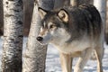 Grey Wolf Canis lupus Stalks Forward Next to Birch Trees Winter Royalty Free Stock Photo