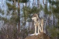 Grey Wolf Canis lupus Stands Atop Rock Looking Left Tree and Sky Background Winter Royalty Free Stock Photo