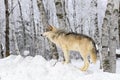 Grey Wolf (Canis lupus) Stands Facing Left Against Frosty Woods Winter Royalty Free Stock Photo