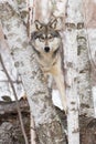 Grey Wolf Canis lupus Stands on Log Looking Out Between Birches Winter