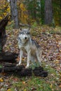 Grey Wolf Canis lupus Stands on Log Looking Out and Right Autumn