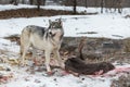 Grey Wolf Canis lupus Stands Mouth Open Over Remains of Deer Winter