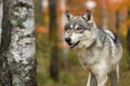 Grey Wolf Canis lupus Stands Next to Birch Tree Copy Space Autumn Royalty Free Stock Photo