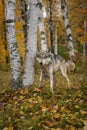 Grey Wolf Canis lupus Stands Next to Birches in Autumn Royalty Free Stock Photo