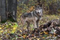 Grey Wolf Canis lupus Stands Next to Log Autumn