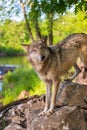 Grey Wolf Canis lupus Stands on Riverside Rocks Looking Quizzical Summer