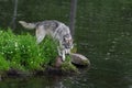 Grey Wolf Canis lupus Stands on Rock Looking Into Water at Edge of Pond Island Summer