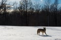 Grey Wolf Canis lupus Stands Silhouetted in Snowy Field Back to Viewer Winter