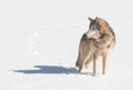 Grey Wolf (Canis lupus) Stands in Snow Looking Left