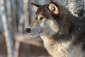 Grey Wolf Canis lupus Stares Left Profile Winter Royalty Free Stock Photo