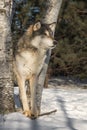Grey Wolf Canis lupus Stares Right Paws on Stick Between Trees Winter
