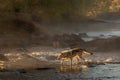 Grey Wolf Canis lupus Steps Across River Backlit Autumn