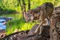 Grey Wolf Canis lupus Steps Carefully Along Riverside Rocks Summer