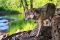 Grey Wolf Canis lupus Steps Forward on Riverside Rocks Summer