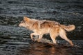 Grey Wolf Canis lupus Steps Left Through River Royalty Free Stock Photo