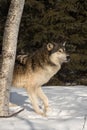 Grey Wolf Canis lupus Steps Out from Behind Tree Royalty Free Stock Photo