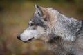 Grey Wolf Canis lupus Straight Left Profile Autumn Royalty Free Stock Photo